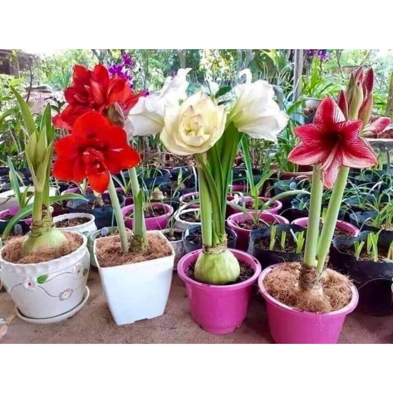 Hoa lan Huệ cánh kép