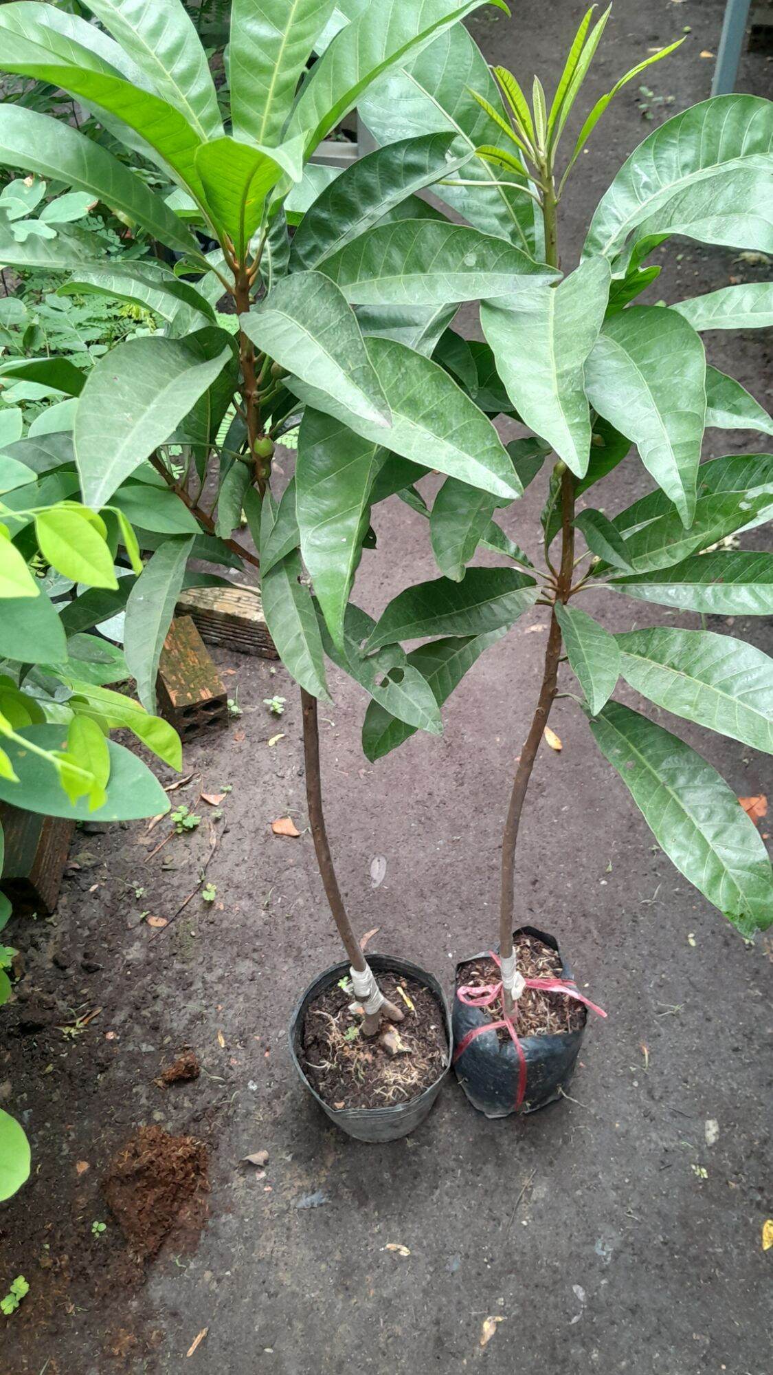 cây trứng gà lêkima thái lan ghép, nhanh có trái.