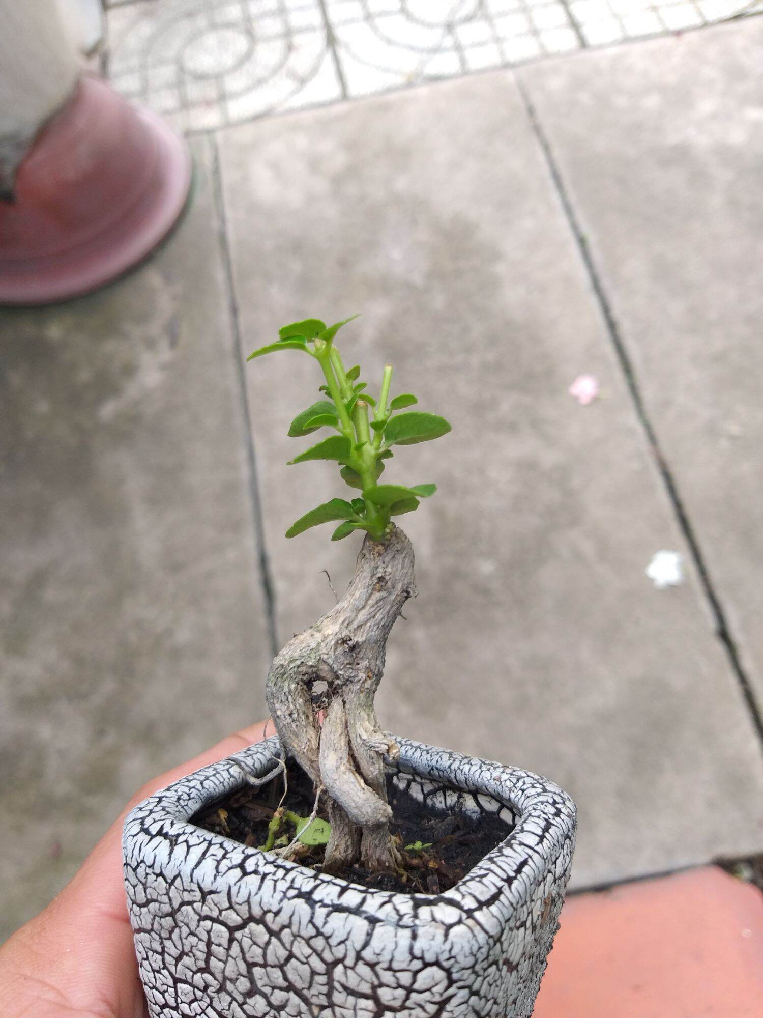 [HCM]Sam Hương mini Bonsai Có chậu