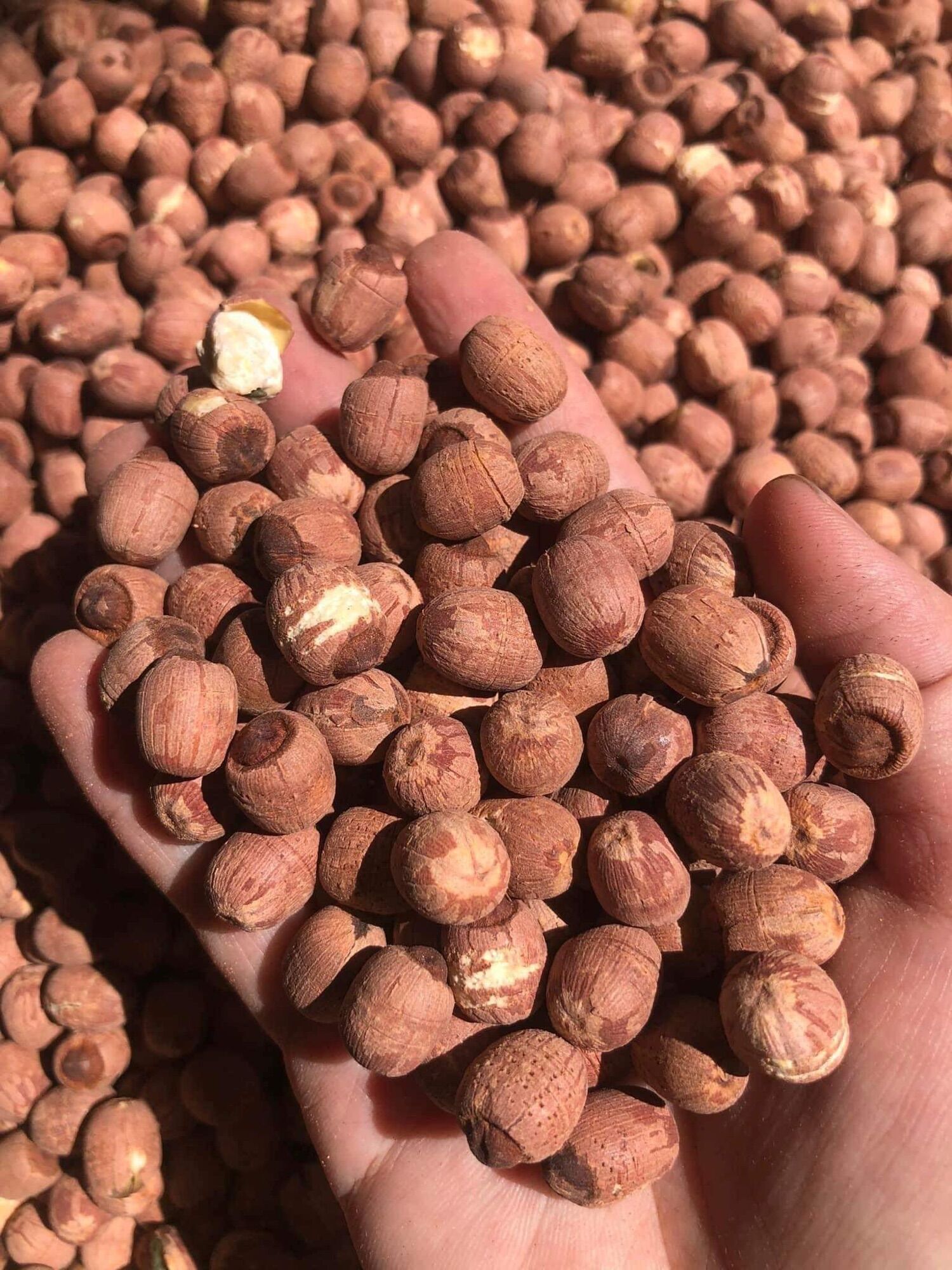 Sen lứt nguyên hạt 500g