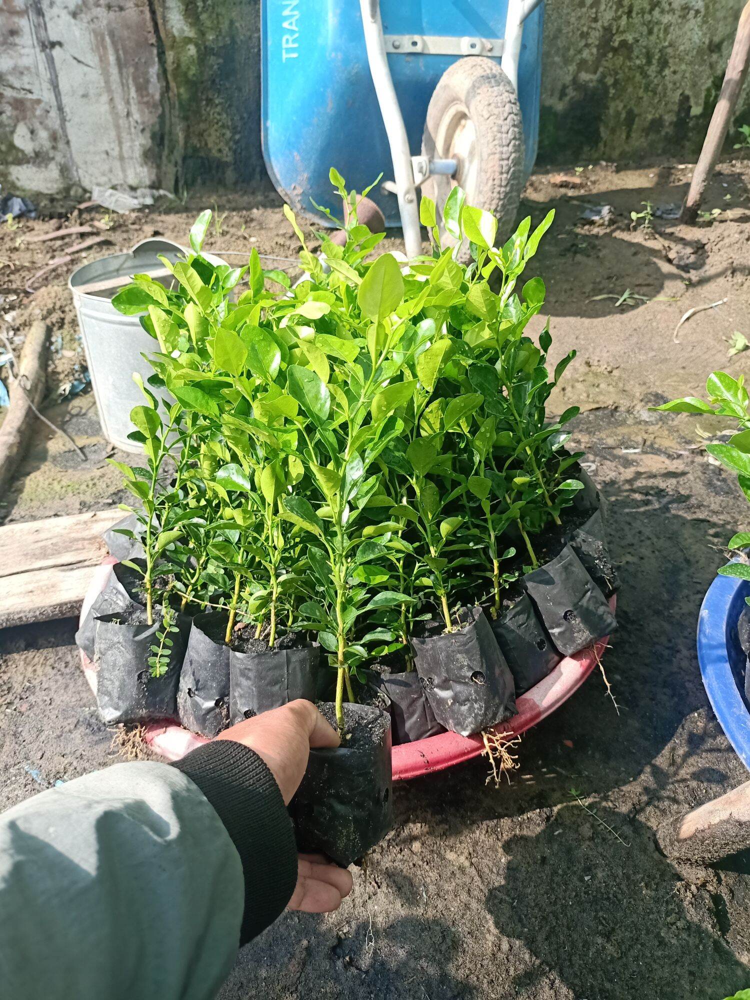 cây chúc giống 2cây