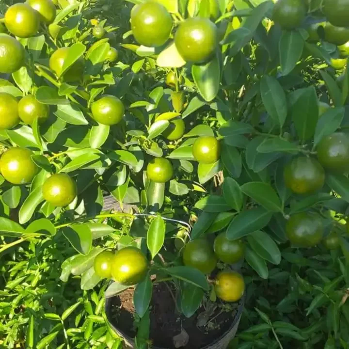cây giống cám xoàn, cam sành