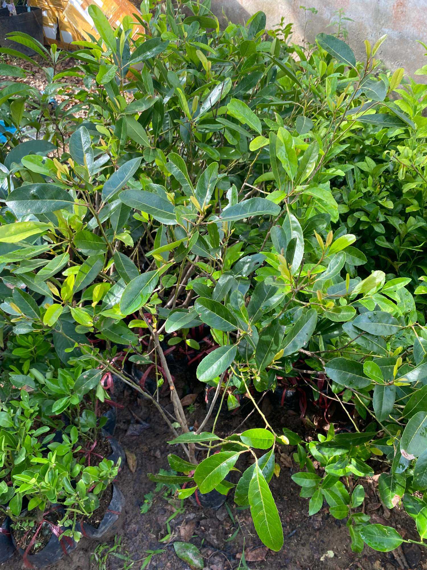 Cây Cà Na giống Tứ quý