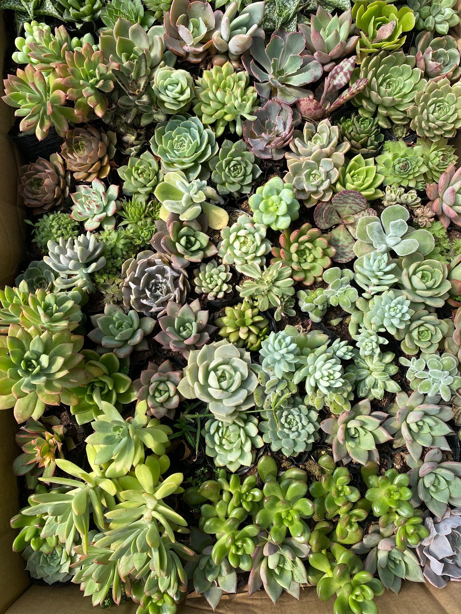 Cây sen đá phượng hoàng lửa cánh phượng