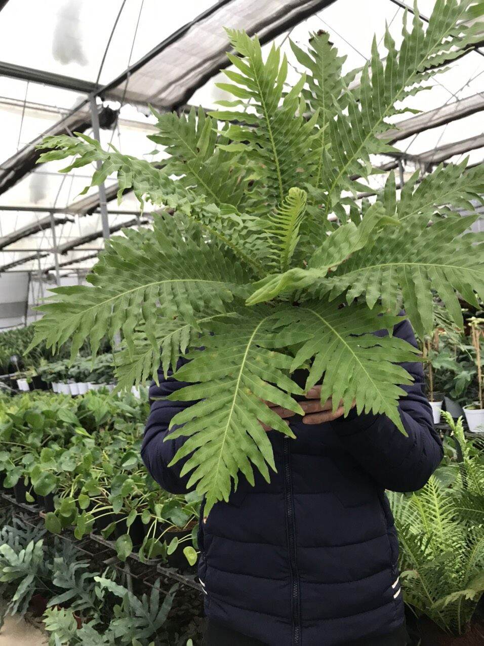 Dương xỉ khổng tước - Blechnum gibbum.