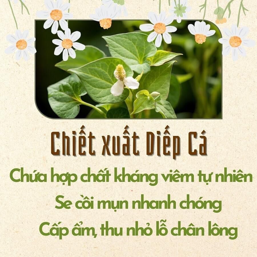 Bột diếp cá sấy lạnh hộp 500g