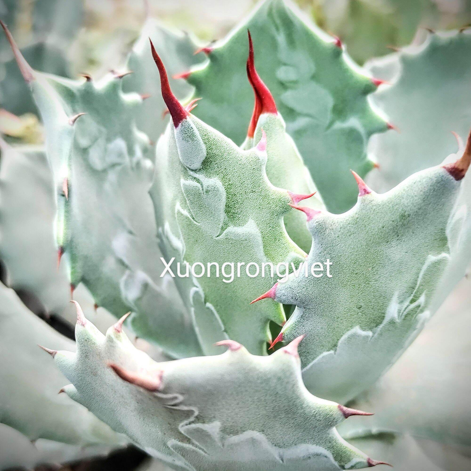 Dứa cảnh Agave Xanh Dương