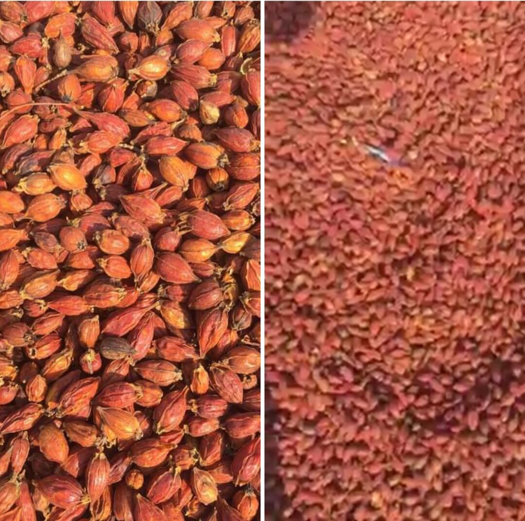 quả dành dành khô tạo màu 100g