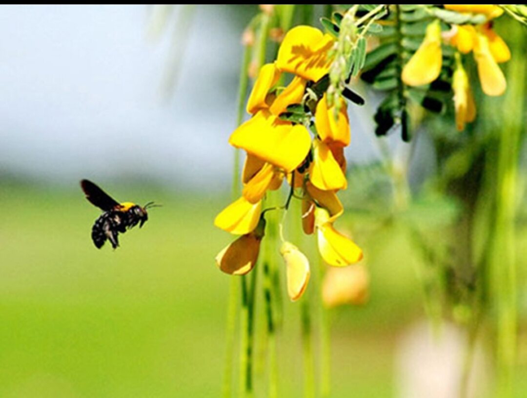 Hạt giống Bông Điên Điển