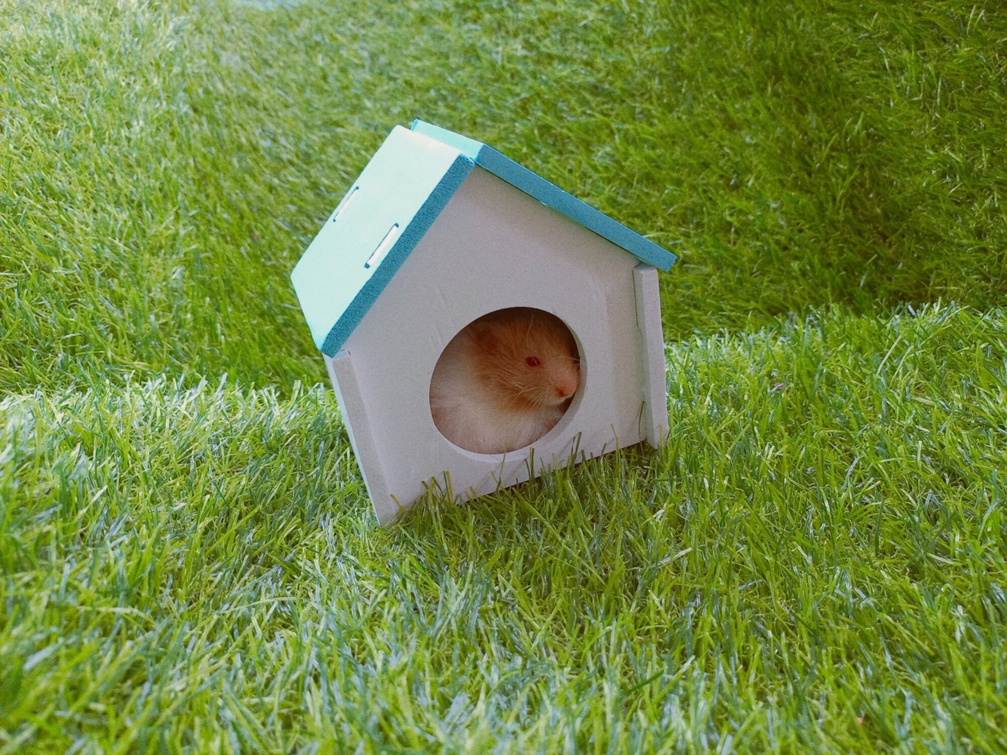 Nhà ngủ hamster lắp ráp cực xinh