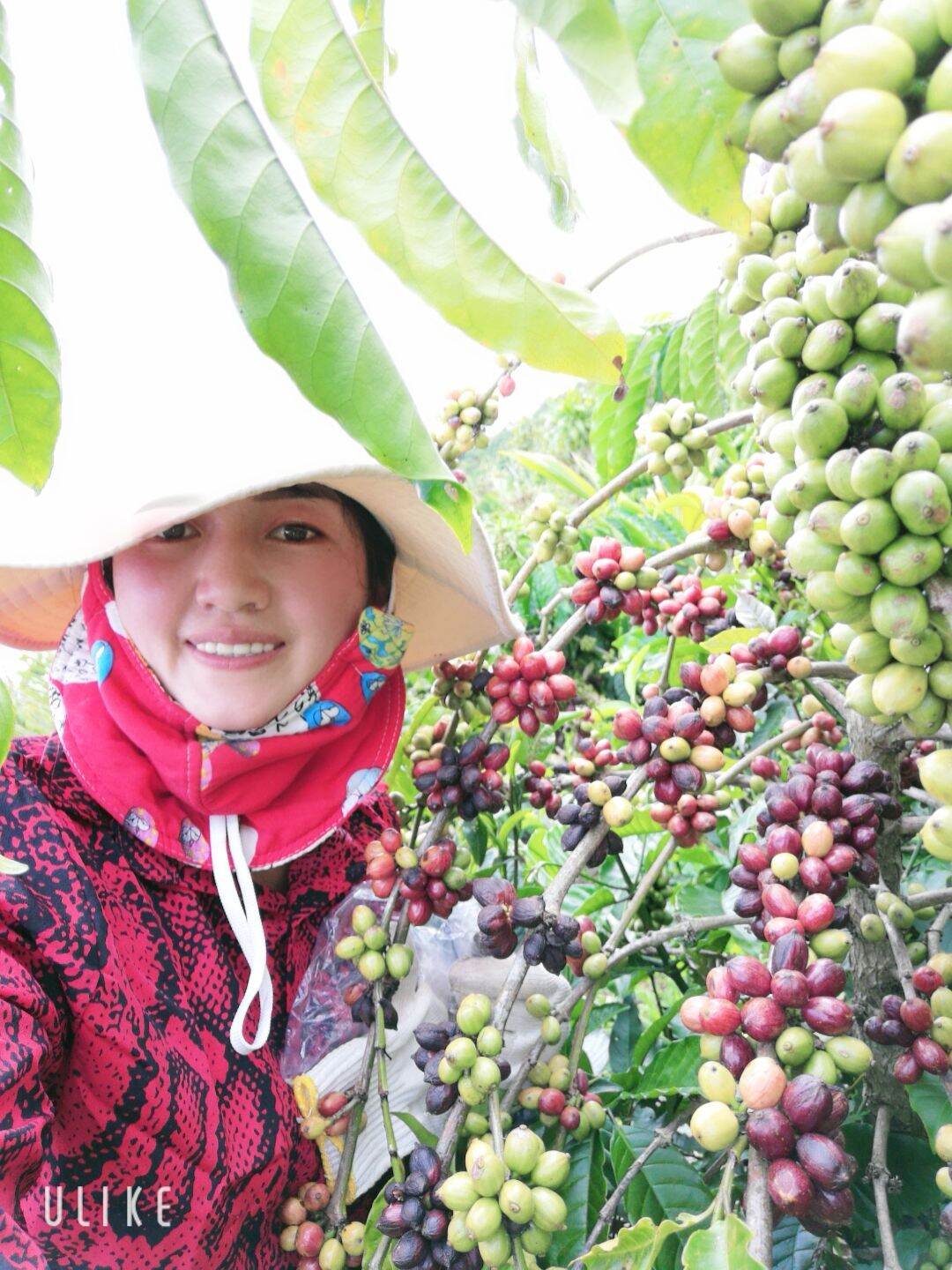 sỉ 5 ký cà phê rang say nguyên chất Bích hiền