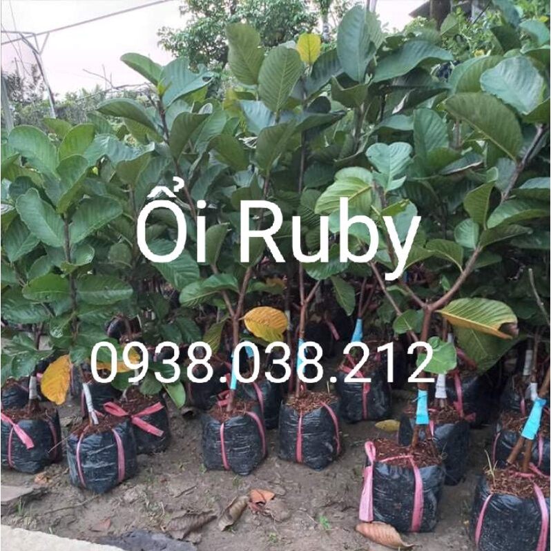 CÂY GIỐNG ỔI RUBY RUỘT ĐỎ