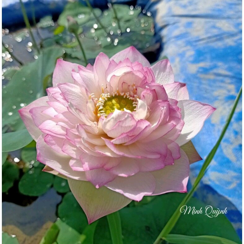 Củ sen Phật Âm