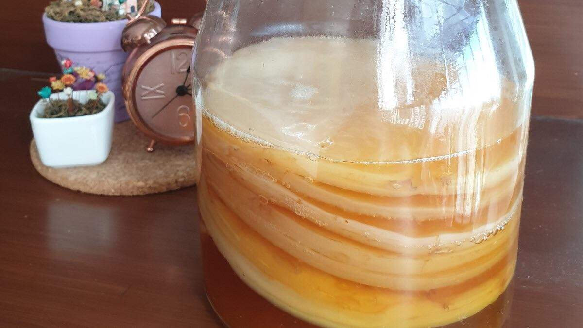 Scoby kombucha, con giống làm trà kombucha
