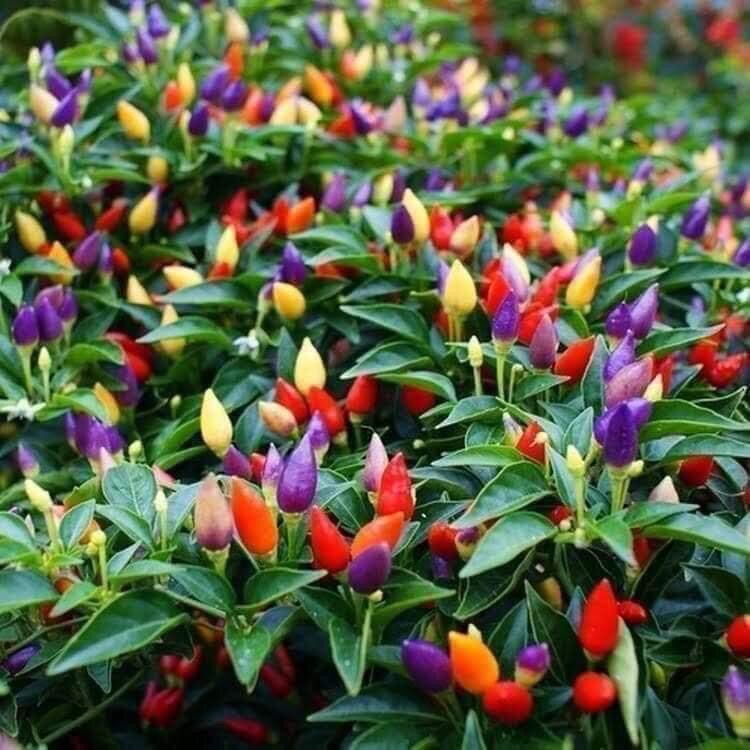 10 Hạt giống ớt ngũ sắc siêu trái nhiều