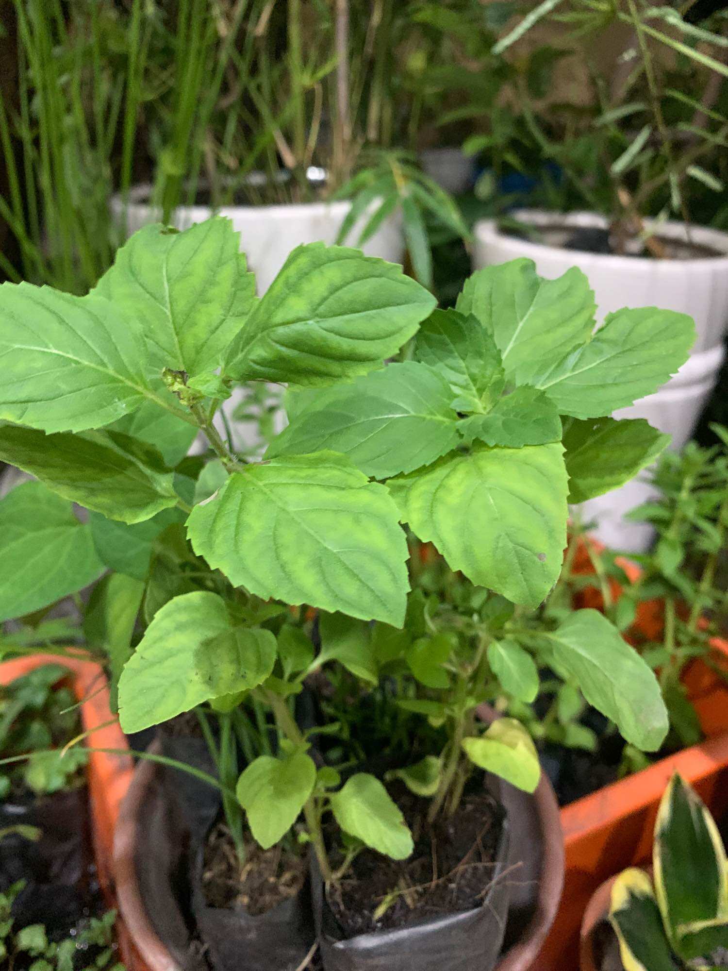 Cây bạc hà Âu ( bầu nhỏ)