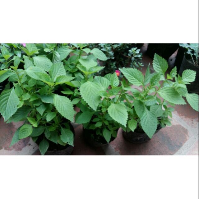 Hạt Giống Rau Kinh Giới dễ trồng
