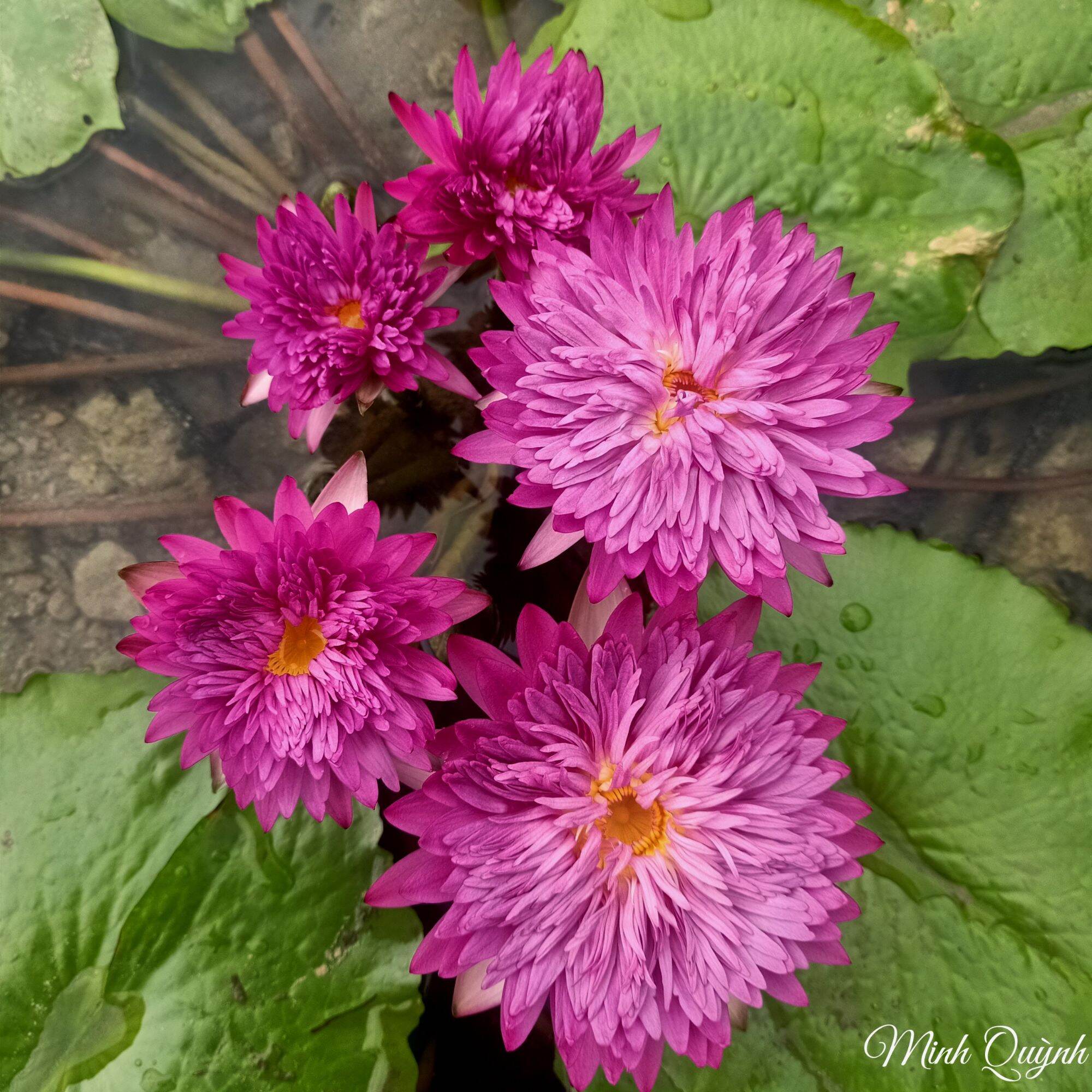 Hoa súng Thái Khaohinson (chỉ giao miền Nam)