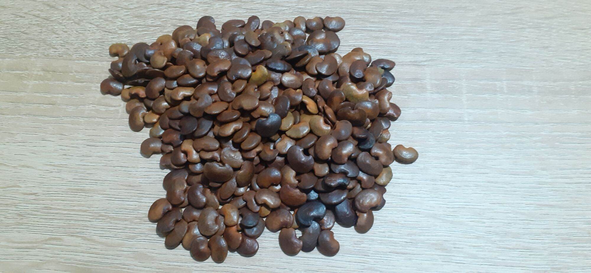 Hạt giống cẩm lai rừng