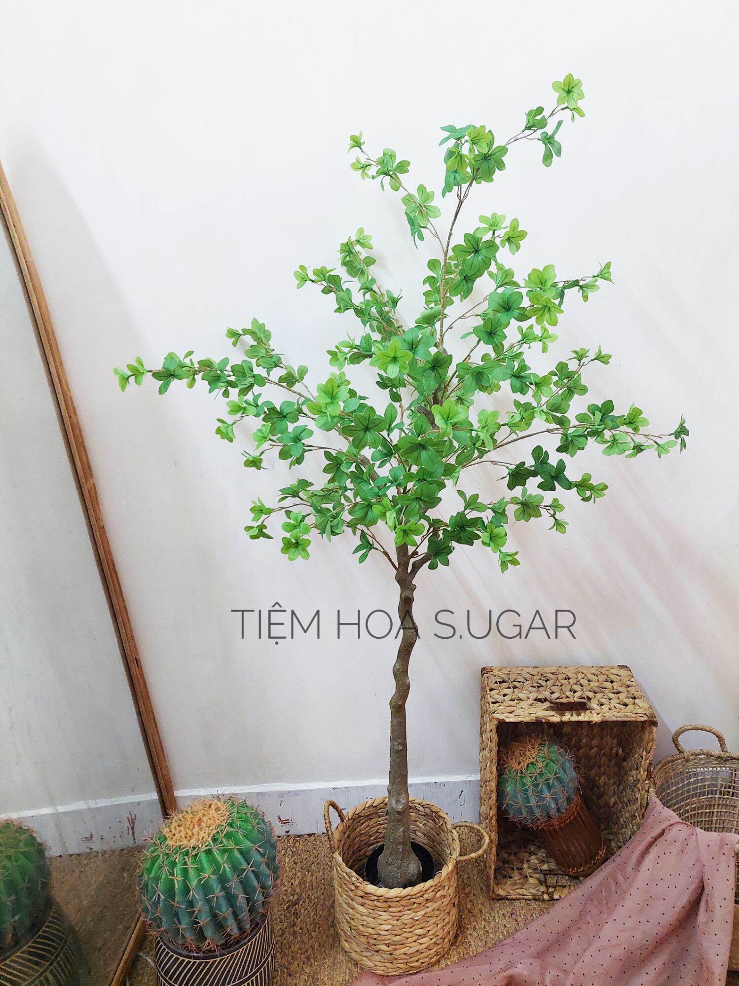 Cây thạch nam cao cấp decor home - tiệm hoa S.UGAR