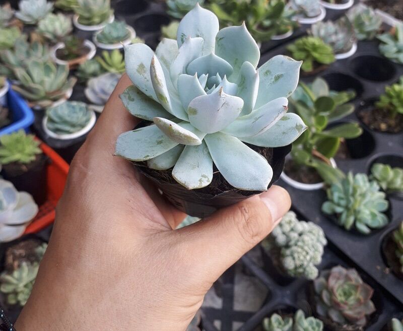 Sen đá ngọc trinh size bầu 4-6 cm