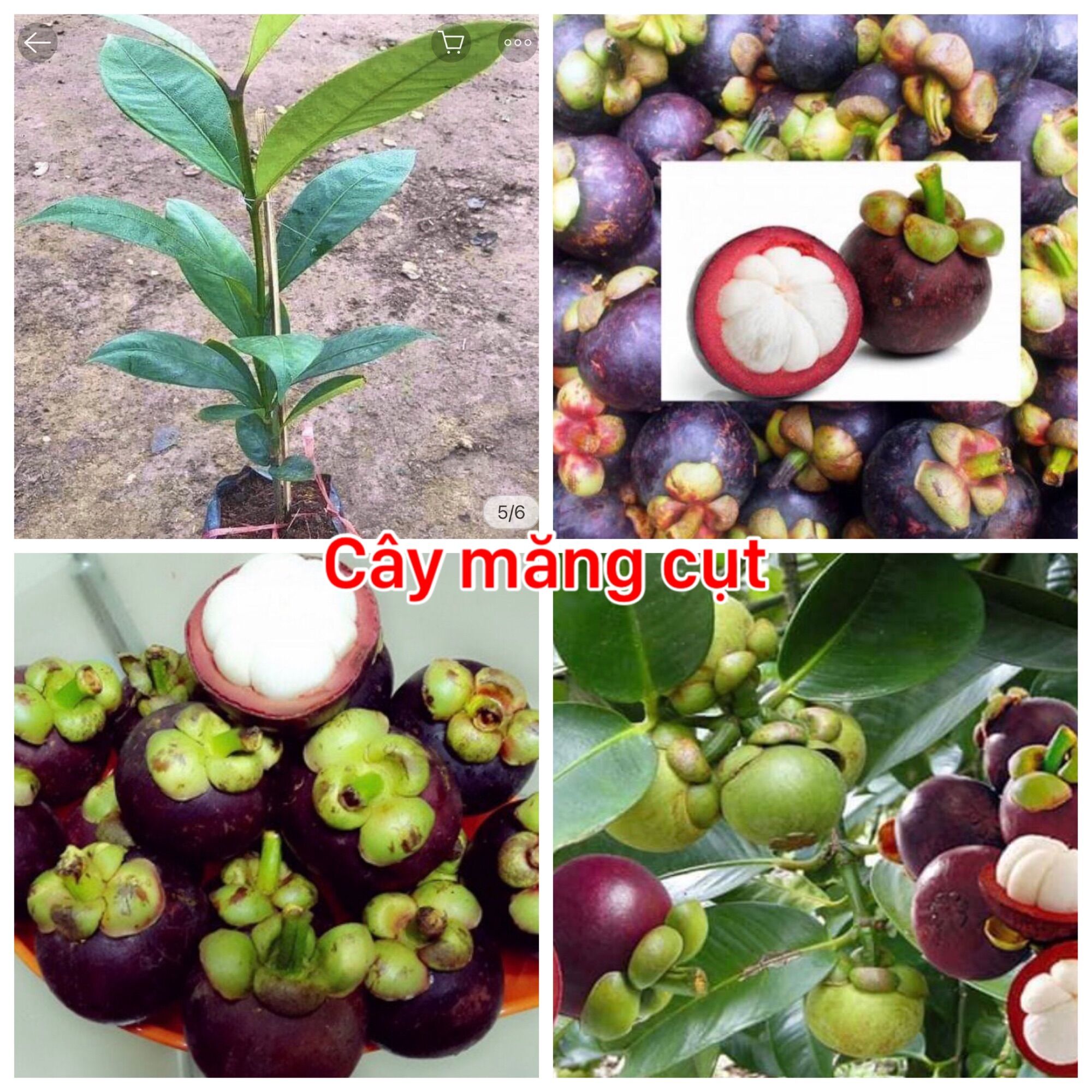 Cây măng cụt chịu nhiệt Thái, cây măng cụt siêu quả
