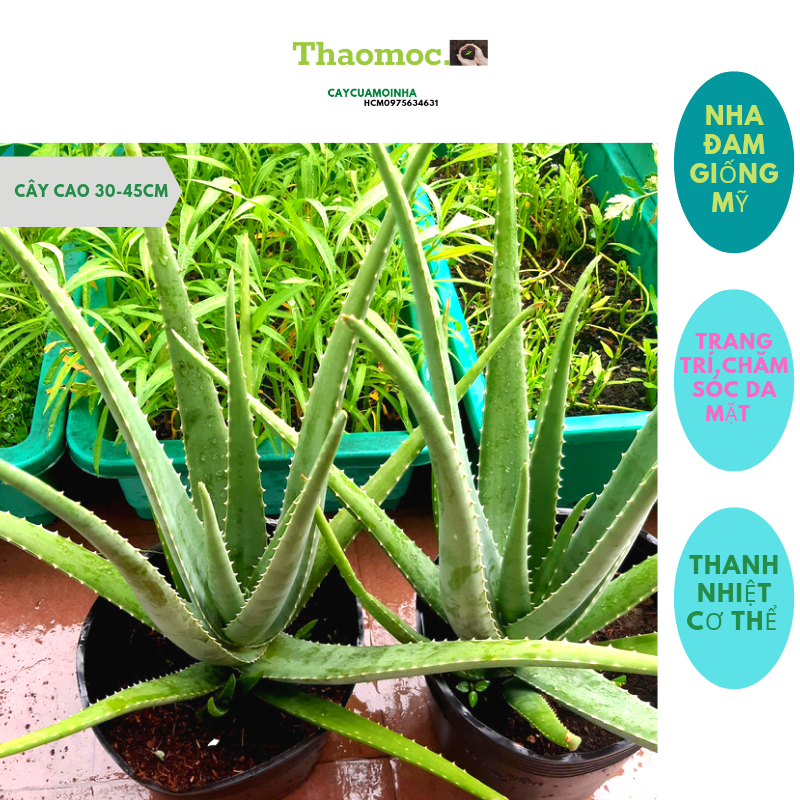 Combo 2 cây nha đam giống mỹ tặng 2 bẹ nha đam siêu to gm 100% organic thanh nhiệt cơ thể ,chăm sóc sắt đẹp.