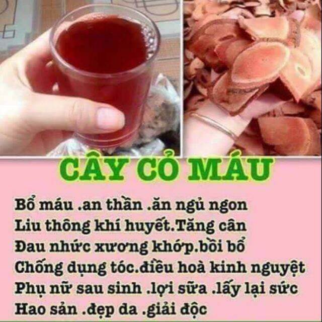 Cây cỏ máu phơi khô (huyết đằng) chuẩn quảng bình.