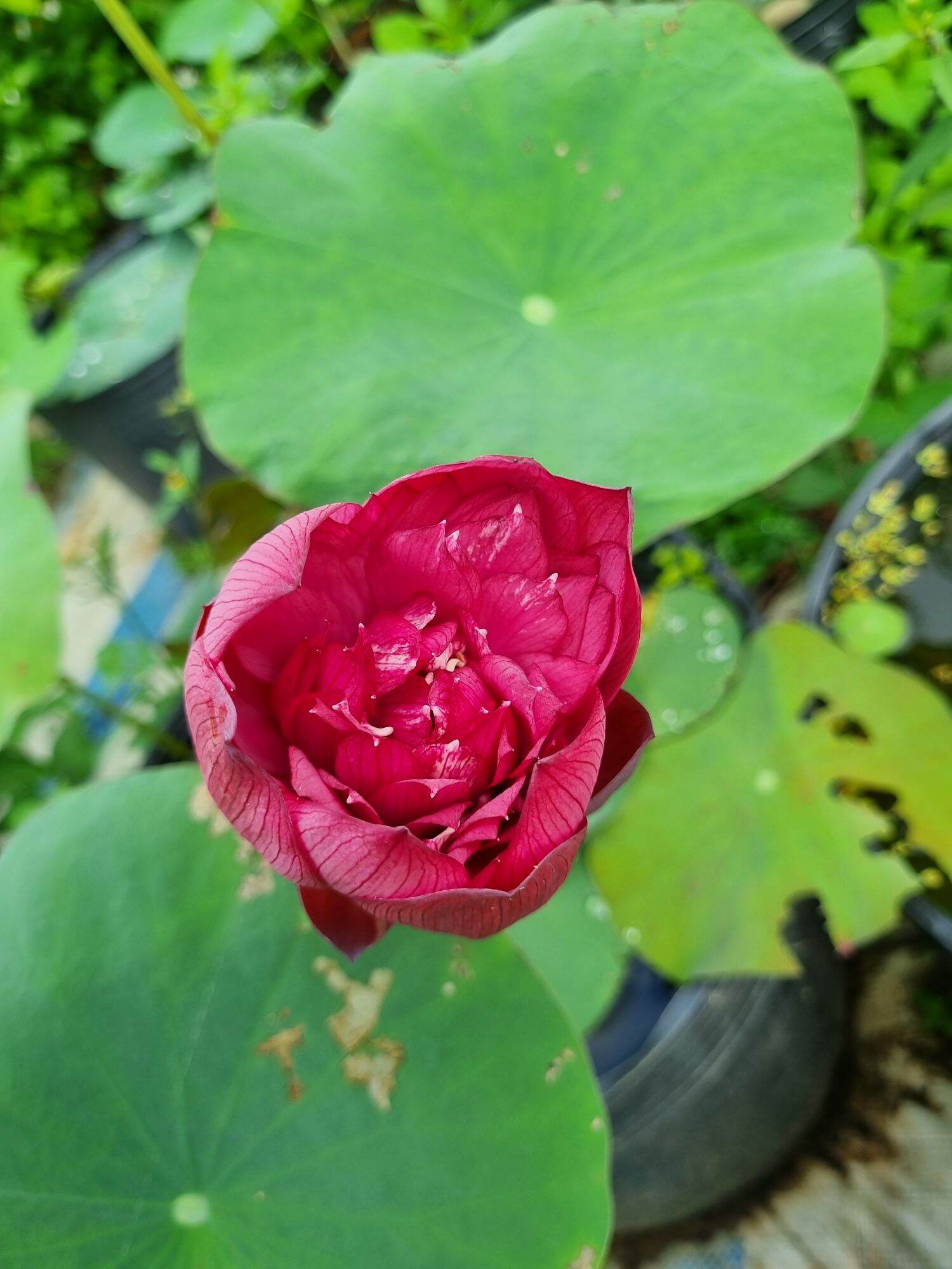 củ sen đỏ monalisa