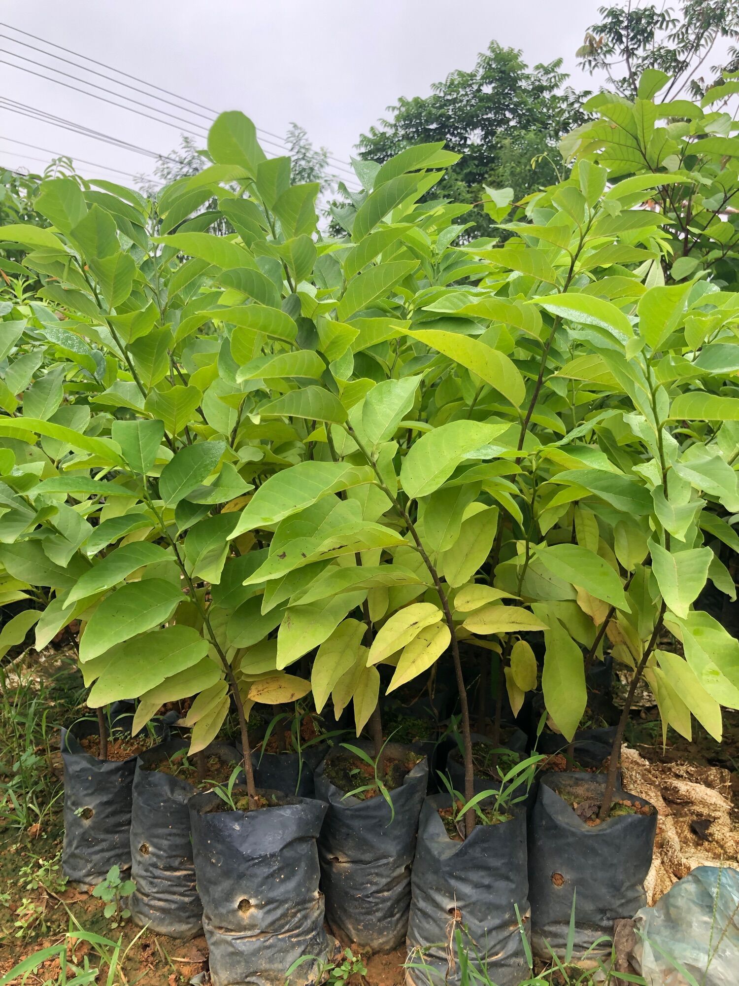 COMBO 2 Cây giống na thái lan không hạt