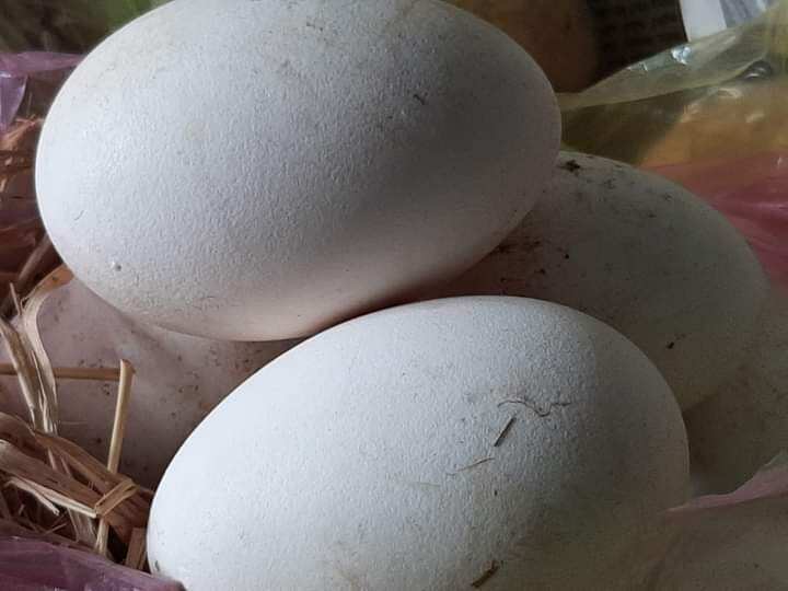 01 trứng ngỗng nhà nuôi ăn lúa