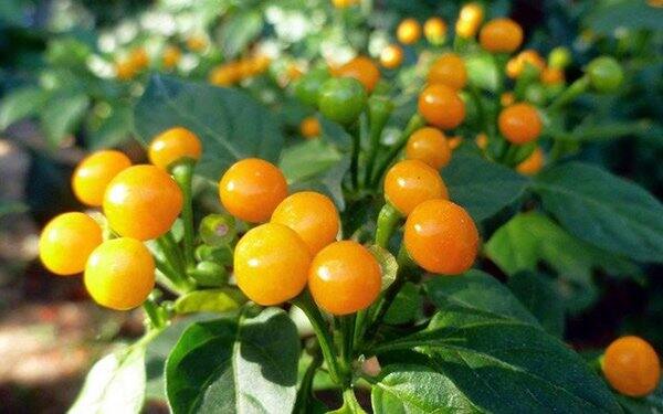 Cây giống ớt Peru siêu cay, Aji charapita