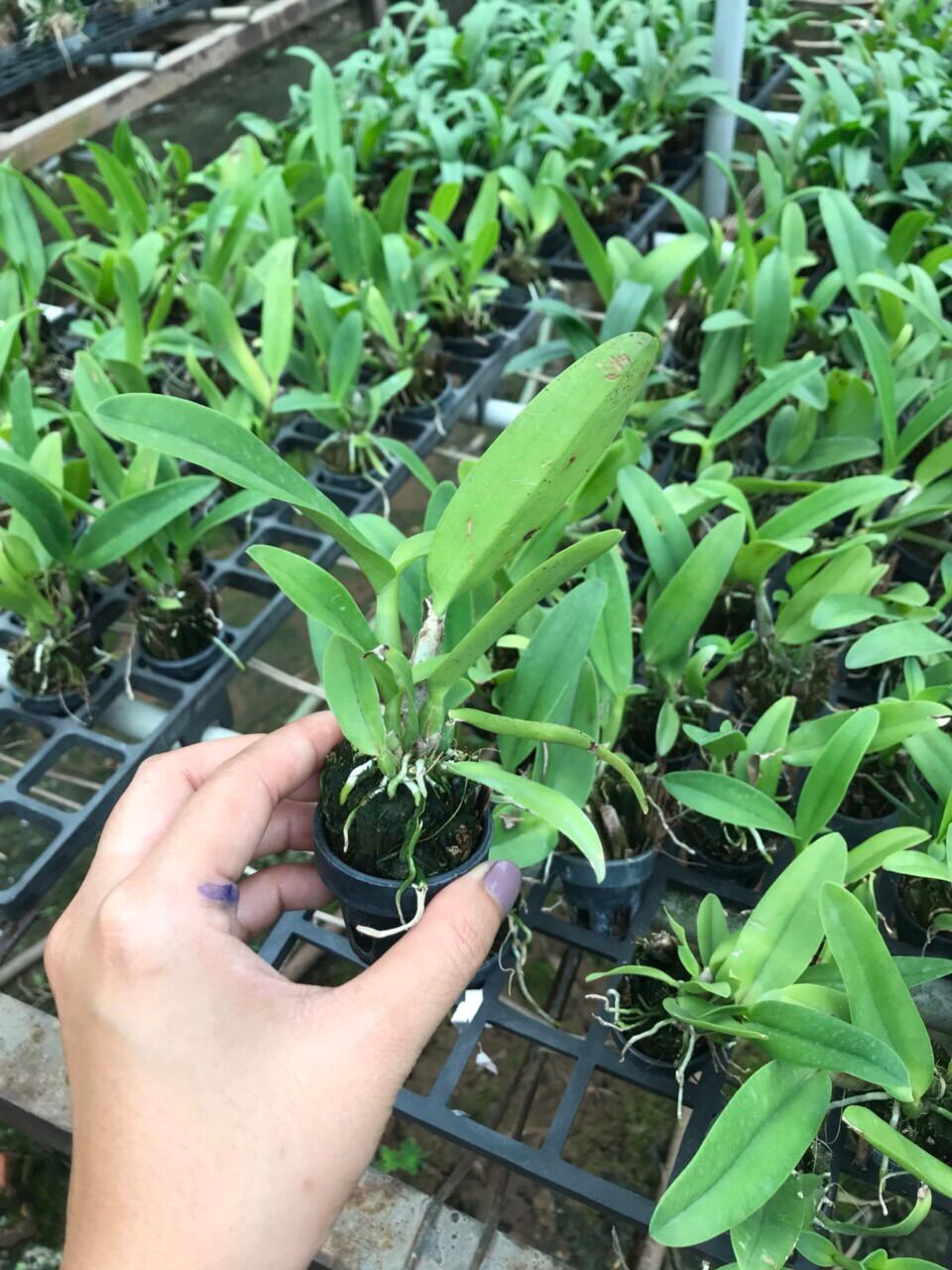 TNX19 - Lan Cattleya Mini Thơm Rainbow - Cây con