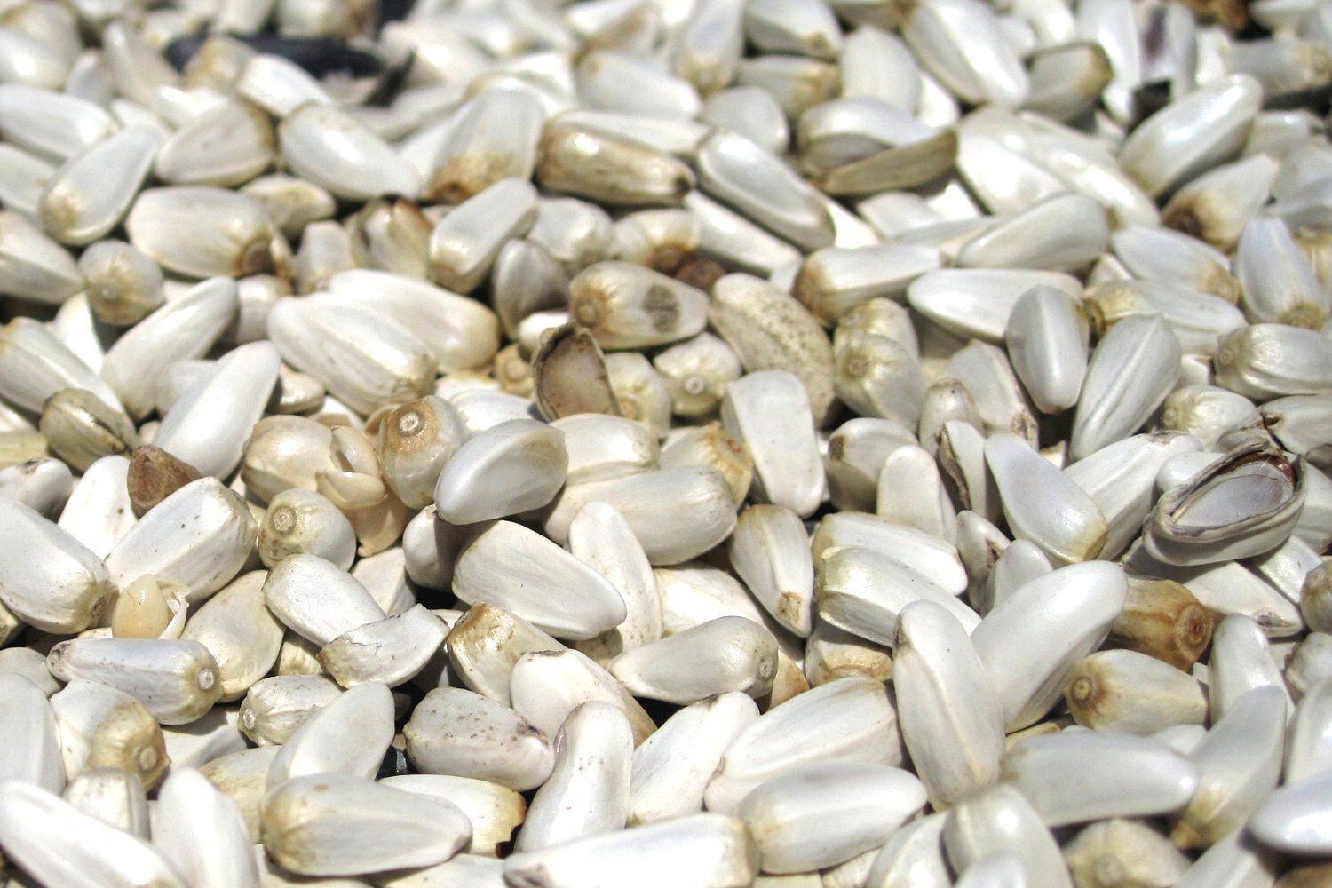1kg hạt kham trắng (Safflower Seed)- thức ăn: Vẹt • Sóc • Hamster.
