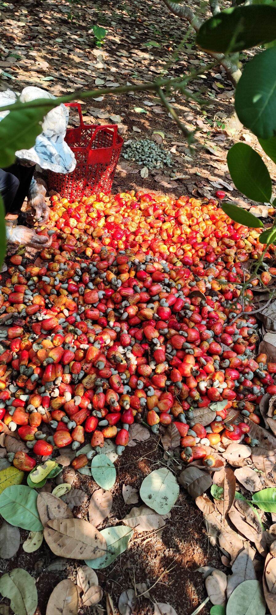 Hạt Điều Tươi Bình Phước -  Đào Lộn Hột 500g #traidieu #daolonhot