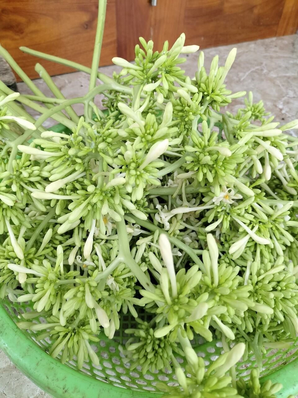 Hoa đu đủ đực ngâm mật ong rừng