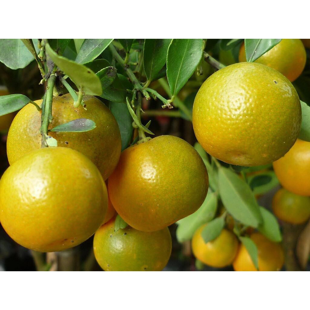 Tắt xí muội hủ 1 kg