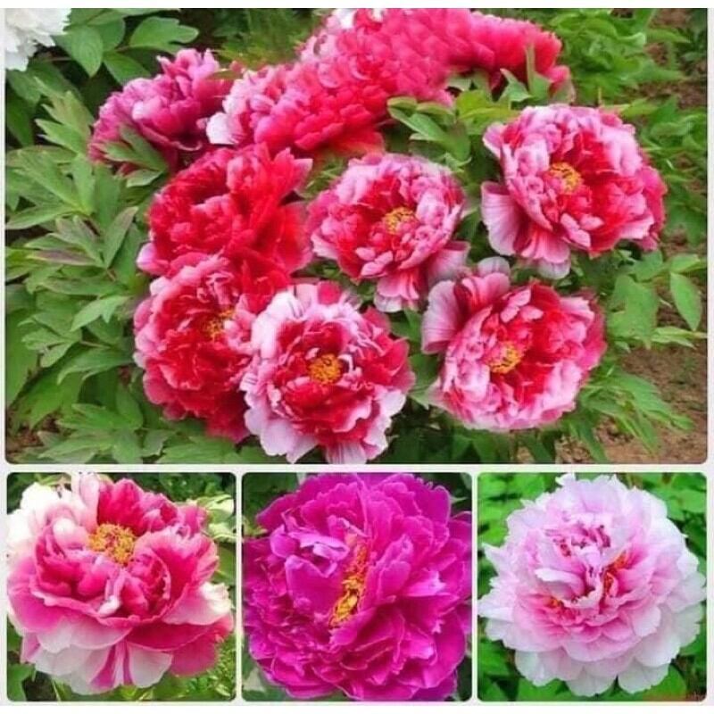 Cây hoa mẫu đơn cánh kép