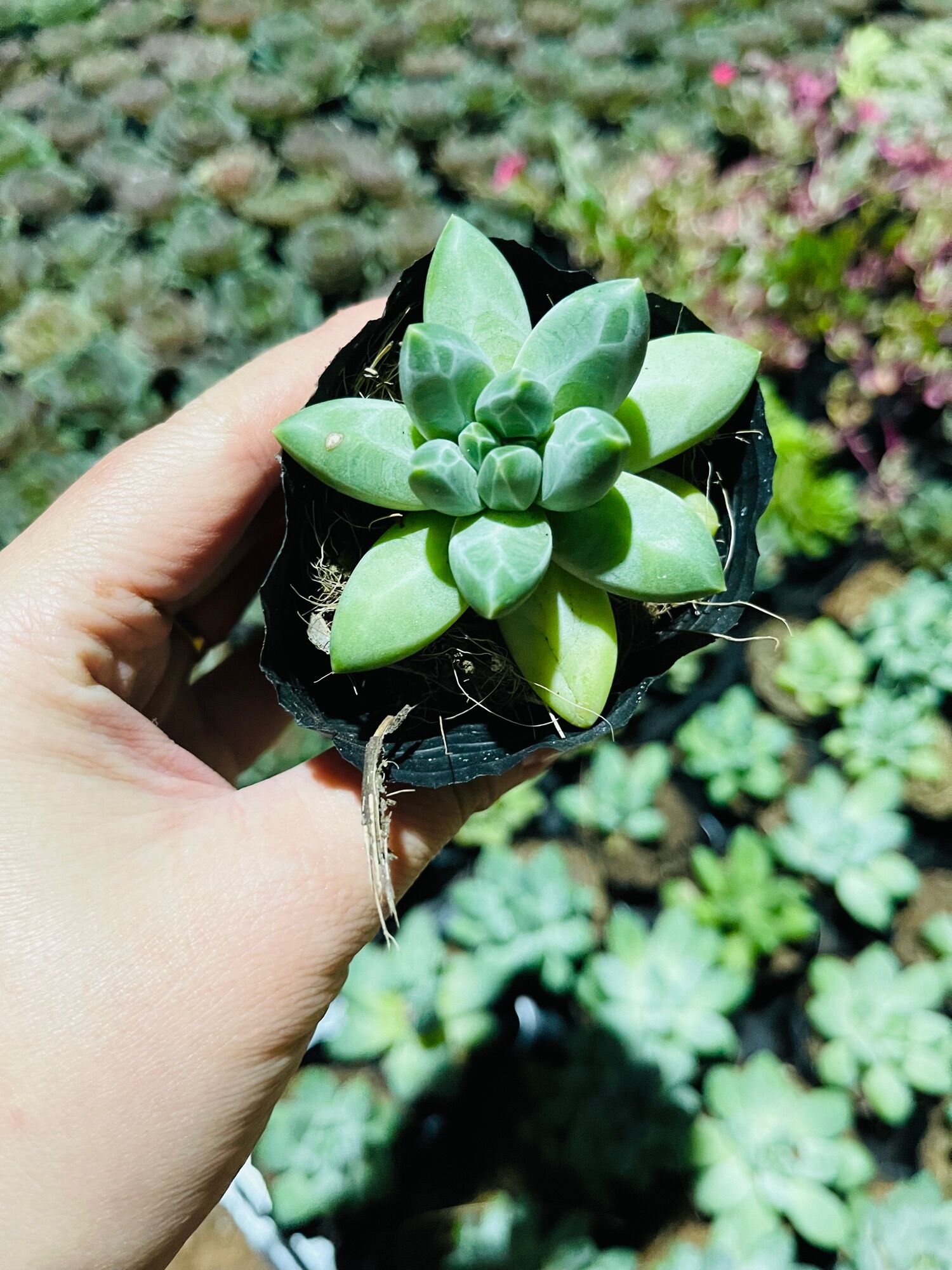 Sen đá kim cương size bầu 3-5 cm