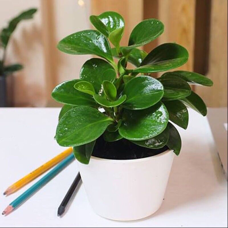Cây trường sinh xanh