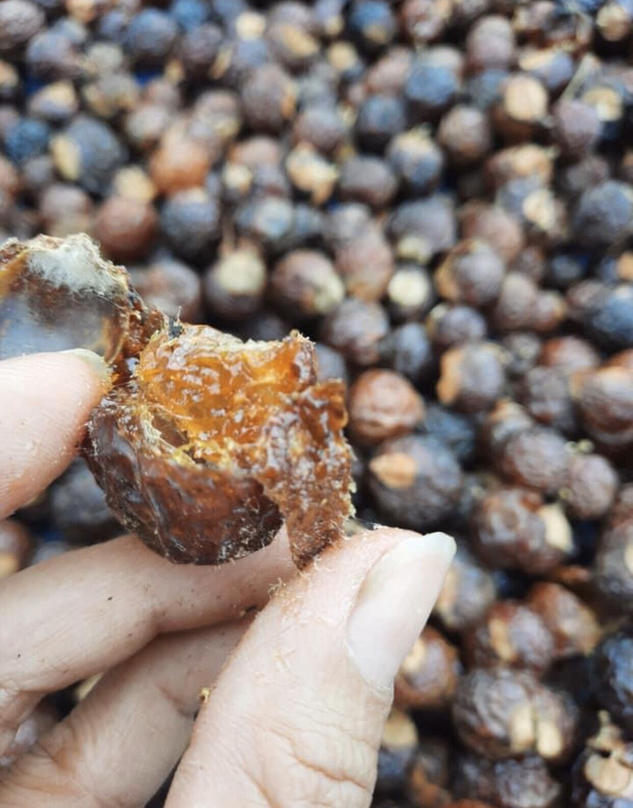 Bồ hòn tách hạt 1kg ( hàng loại 1 nhiều mật)