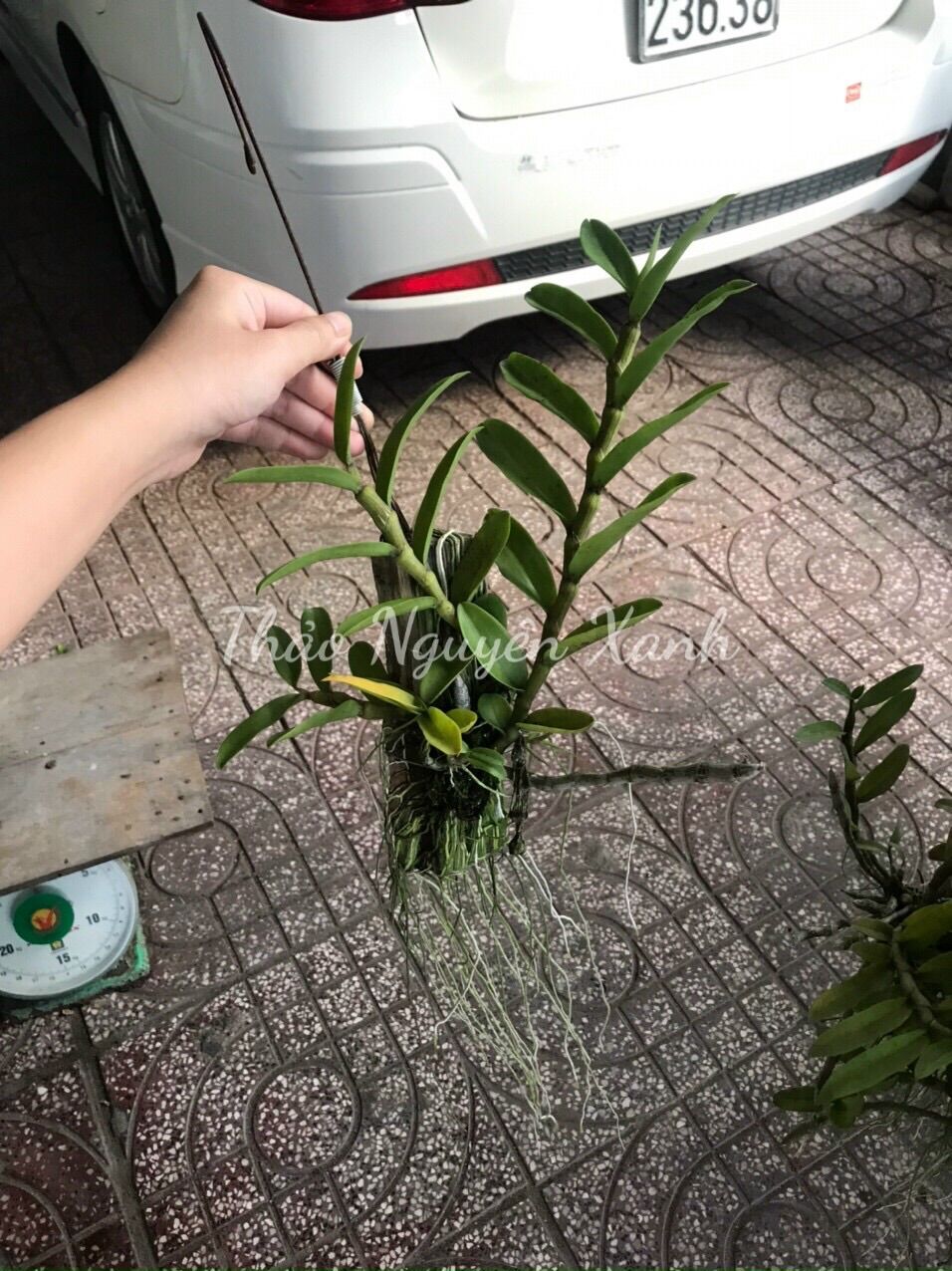 Lan Trầm Tím Bảng Gỗ Hoa Siêu Thơm