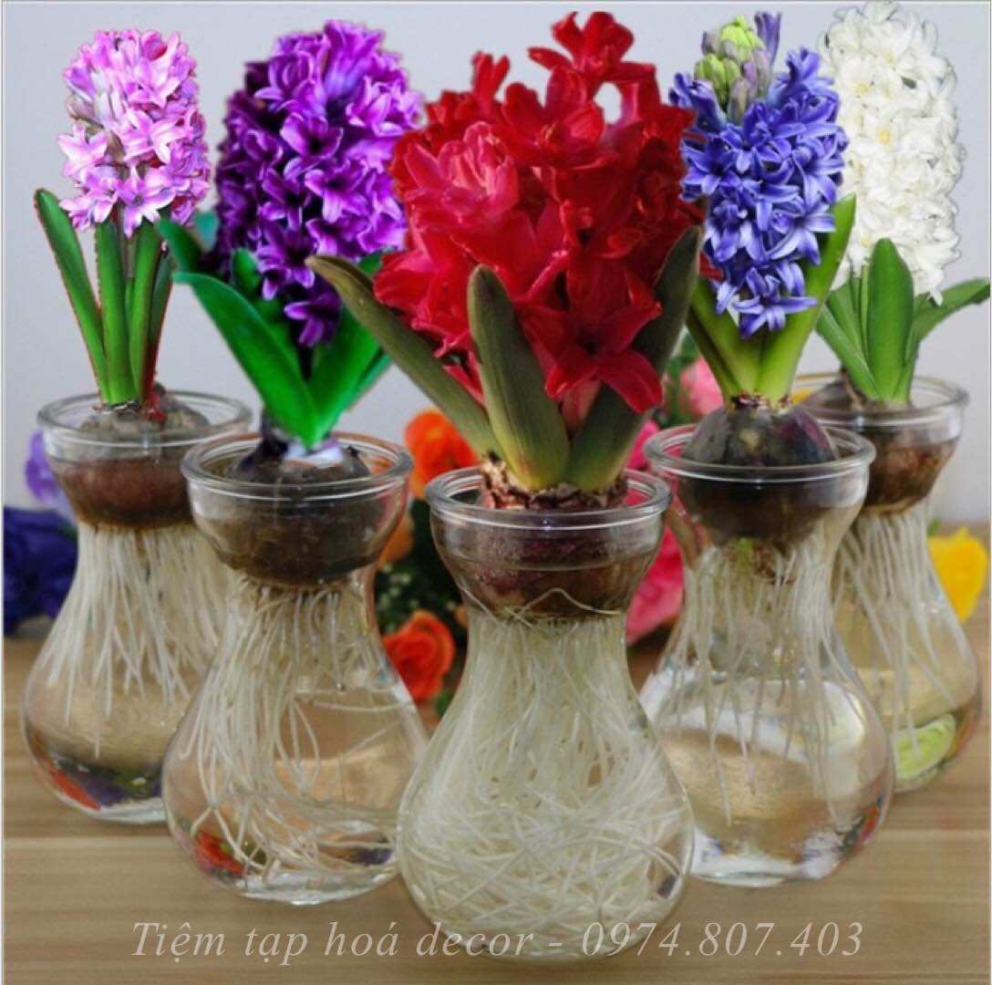 Bình trồng cây thuỷ sinh để bàn