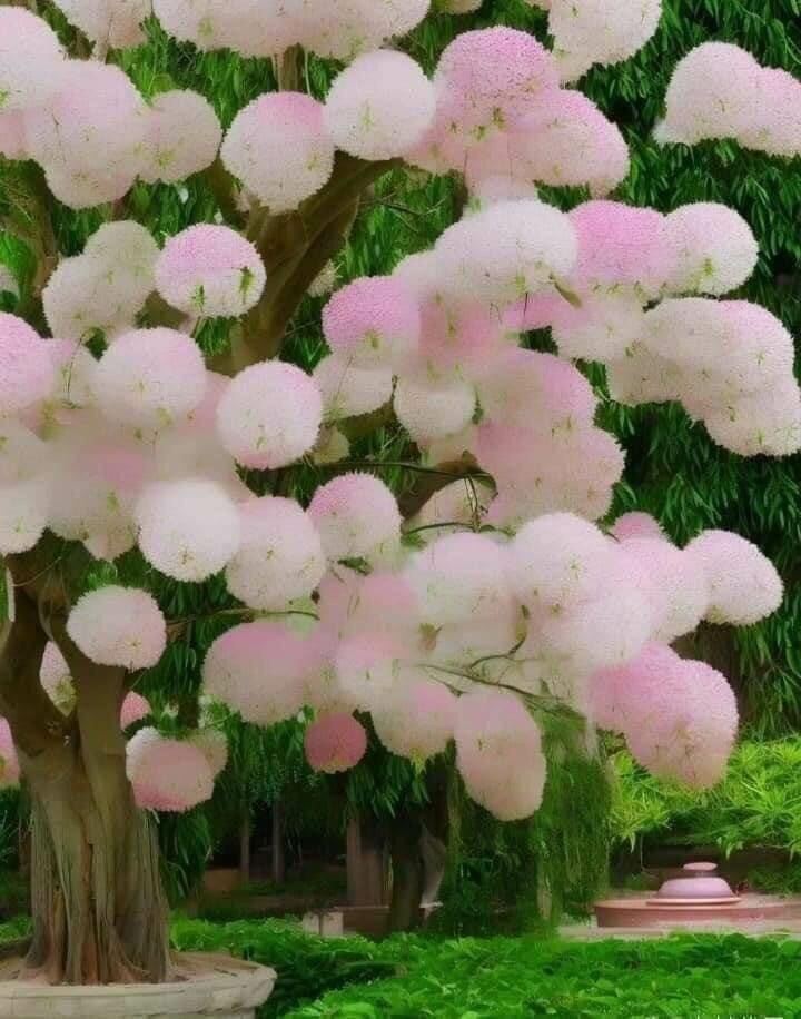 cây giống hoa lưu tô
