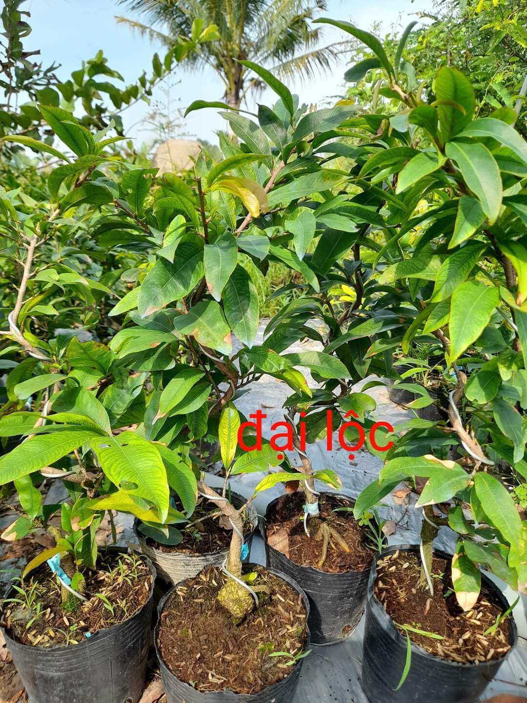 cây mai đại lộc hoa nhiều cánh