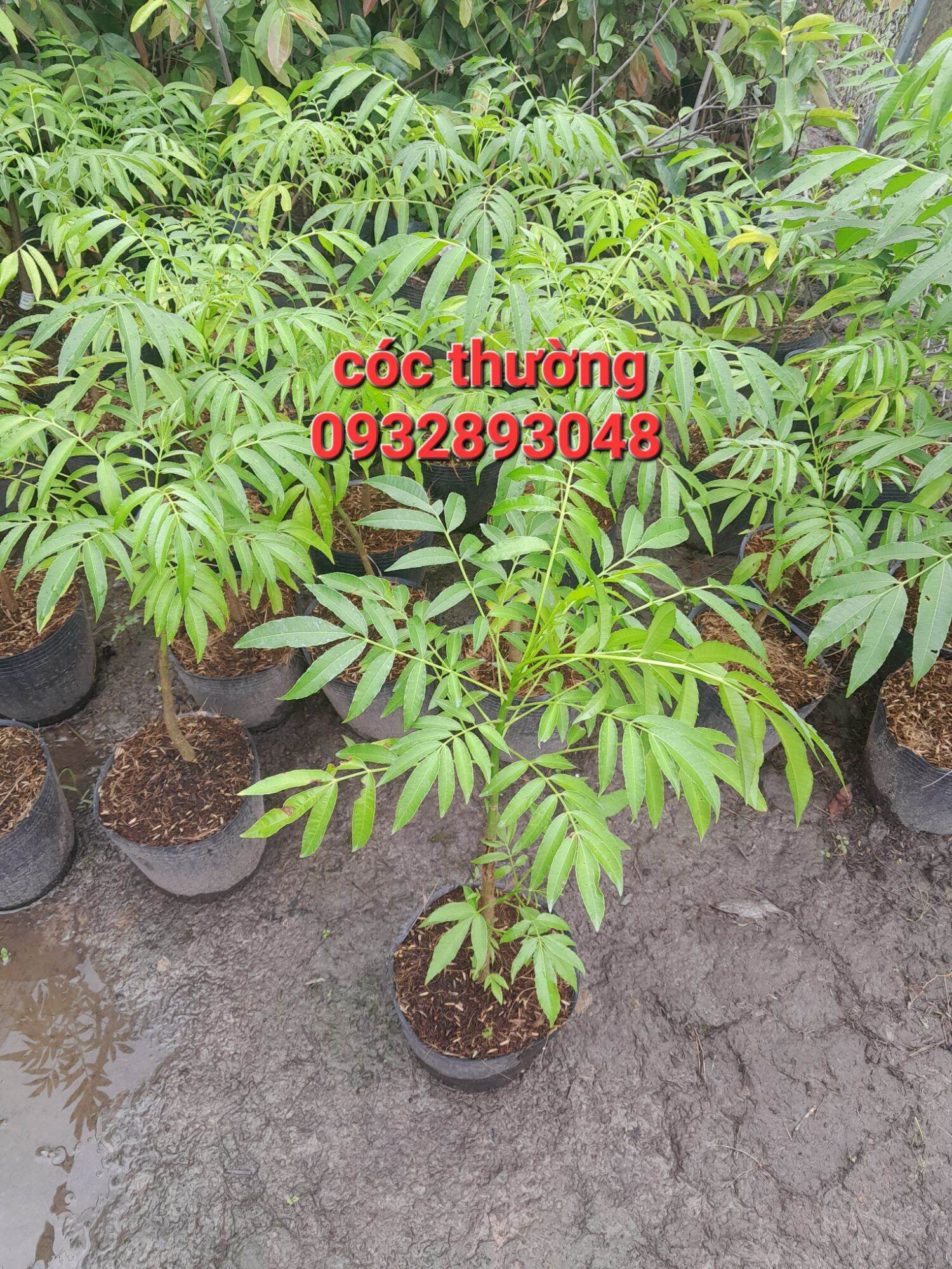 Cây giống cóc mỡ.cây cao trung bình 50cm 100cm