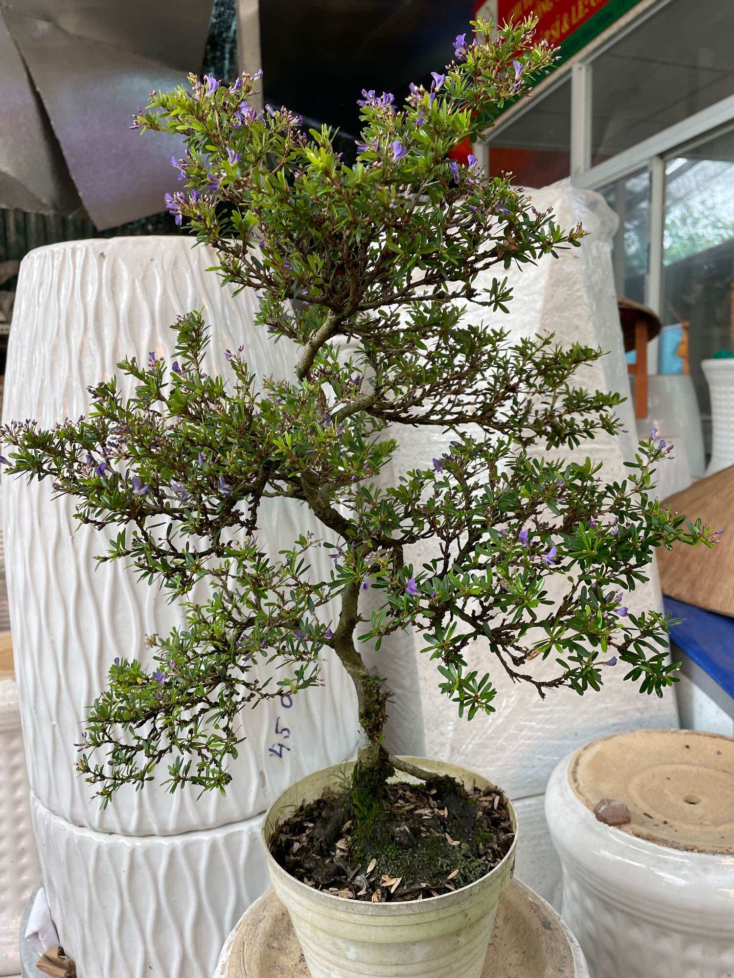 Cây Linh Sam bonsai có hoa tím