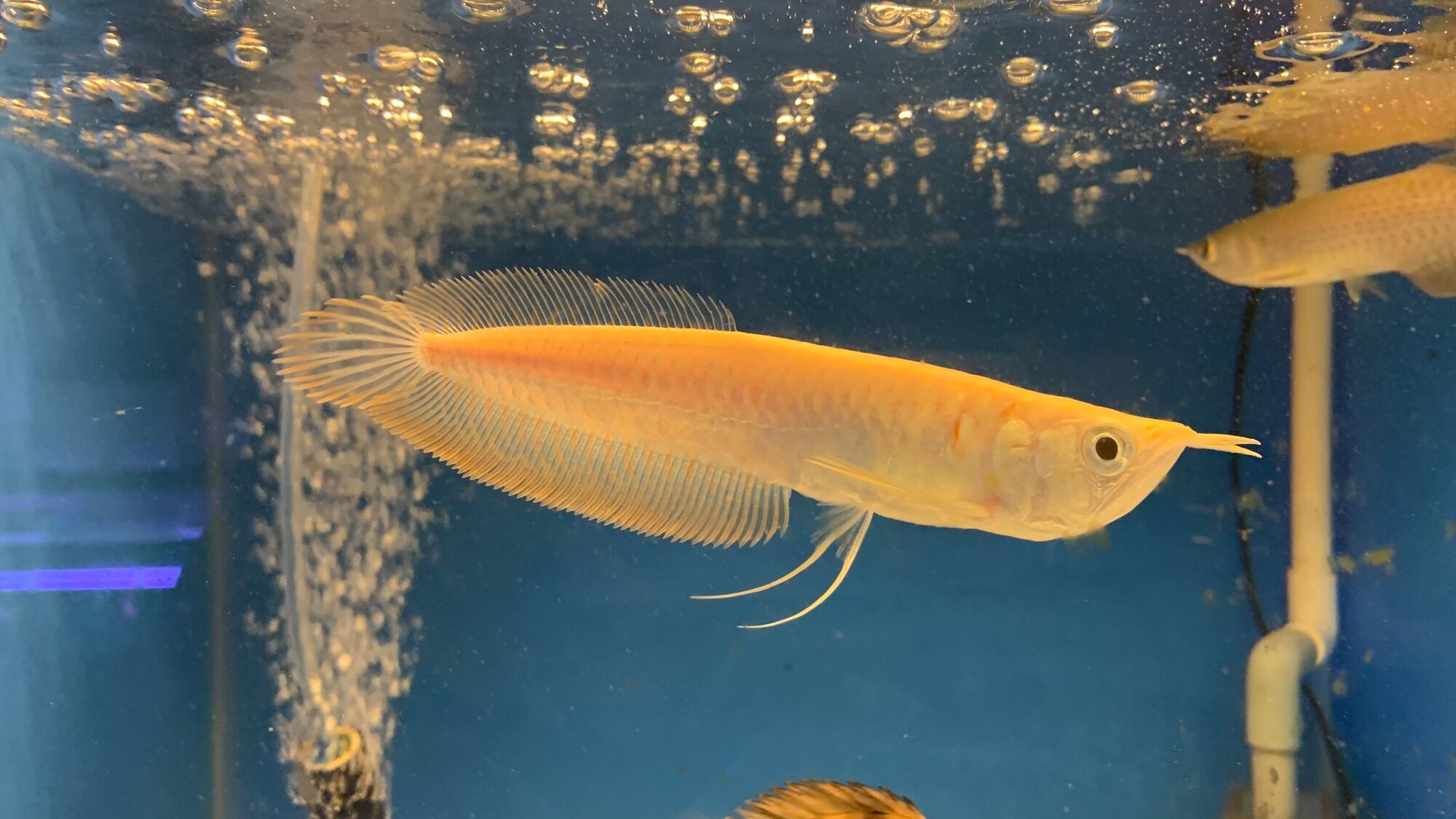 Cá Rồng Ngân Long Abino size 15-20cm