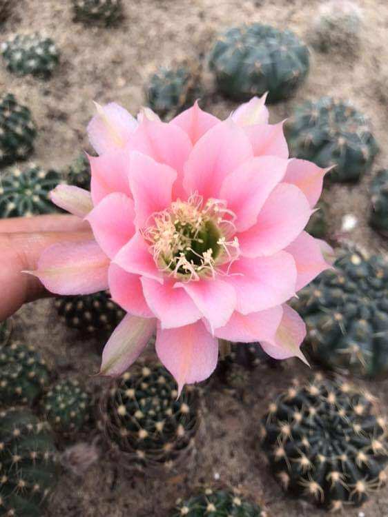 Xương rồng lobi hl9