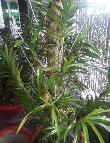 Combo 5 cây Lan Giống Mokara(20-30 cm)nhiều màu:Đỏ,Vàng,Tím,Hồng,Trắng